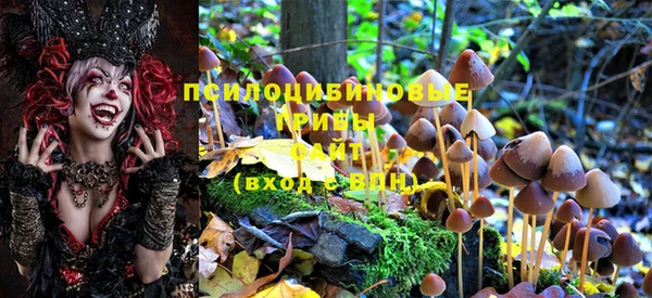 ПСИЛОЦИБИНОВЫЕ ГРИБЫ Ельня